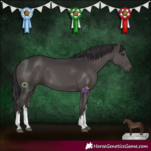 Horse Color:White Spotted Smoky Black