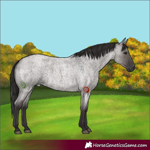 Horse Color:Smoky Grullo Roan 