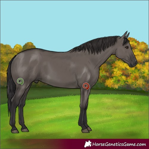 Horse Color:Smoky Grullo