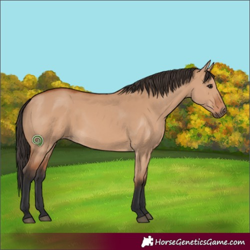 Horse Color:Bay Dun