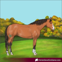 Horse Color:Bay 