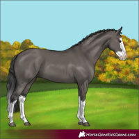 Horse Color:Grullo Splash 