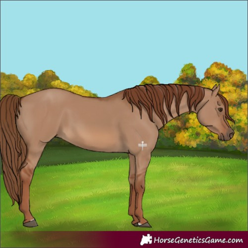 Horse Color:Red Dun 