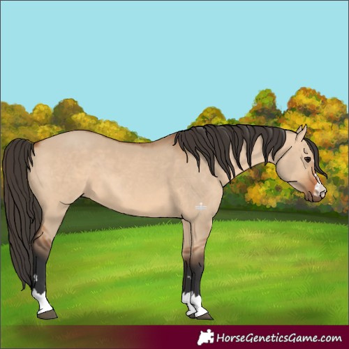 Horse Color:Bay Dun 
