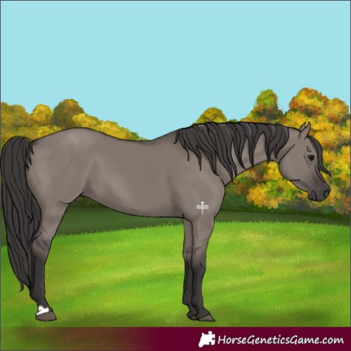 Horse Color:Smoky Grullo 