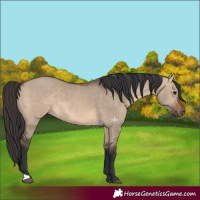 Horse Color:Brown Dun 