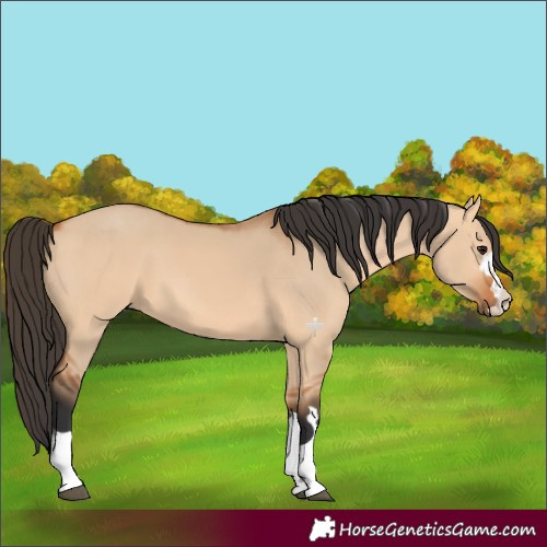 Horse Color:Bay Dun 