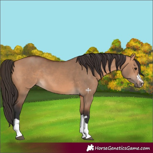 Horse Color:Bay Dun 