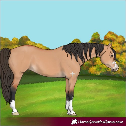 Horse Color:Bay Dun 