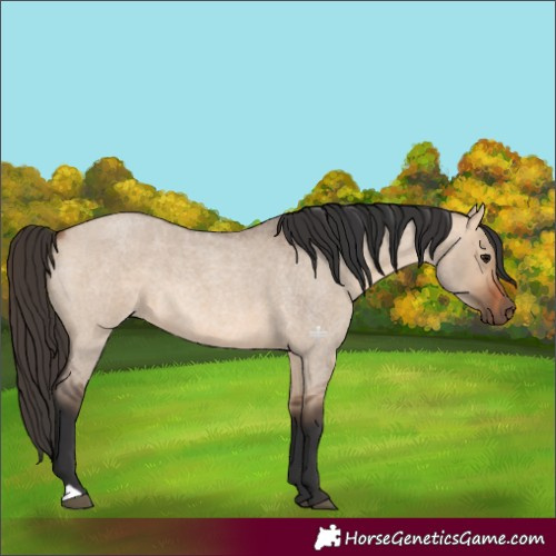 Horse Color:Bay Roan Dun 