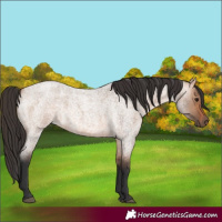 Horse Color:Bay Roan Dun 