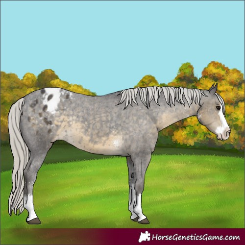Horse Color:Silver Smoky Black Sabino Splash Appaloosa Rabicano 