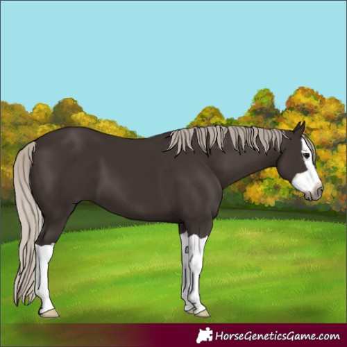 Horse Color:Unknown 