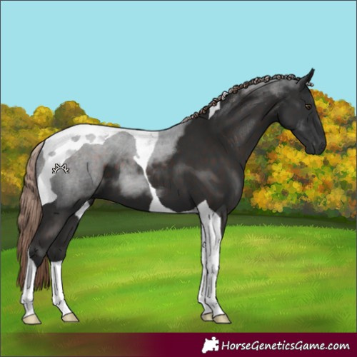 Horse Color:Liver Chestnut Tobiano 