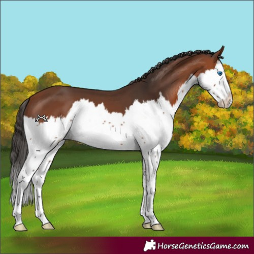 Horse Color:Bay Splash 