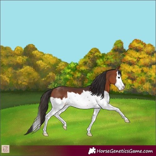 Horse Color:Bay Splash 