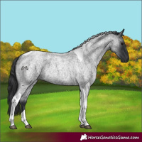 Horse Color:Blue Roan Tobiano 