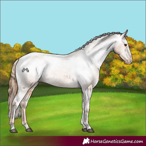 Horse Color:Chestnut Appaloosa 
