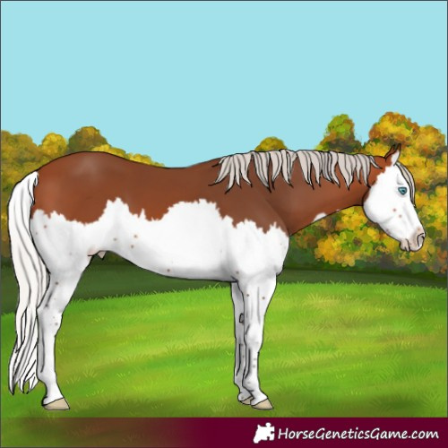 Horse Color:Silver Bay Splash 