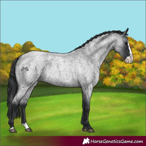 Horse Color:Blue Roan Splash 