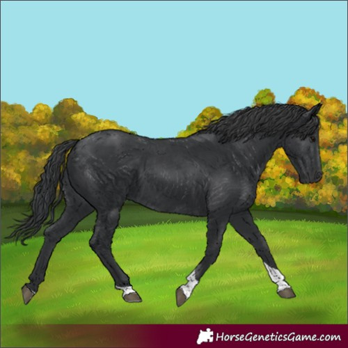 Horse Color:Black Tobiano 