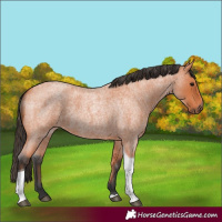 Horse Color:Bay Roan Tobiano