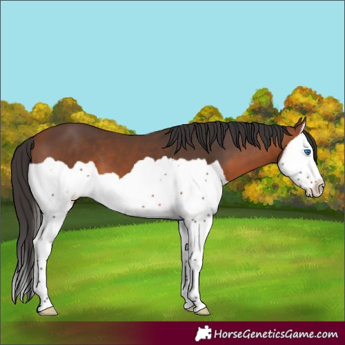 Horse Color:Bay Splash 