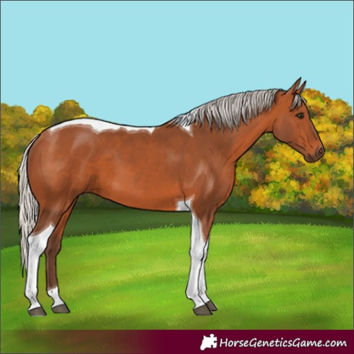 Horse Color:Silver Bay Tobiano 