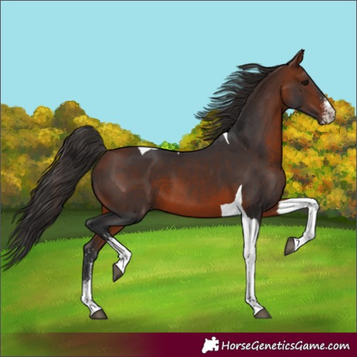 Horse Color:Bay Sabino Tobiano