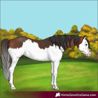 Horse Color:Bay Splash