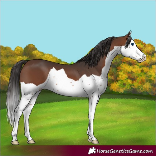 Horse Color:Brown Splash 