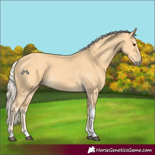 Horse Color:Palomino Tobiano 