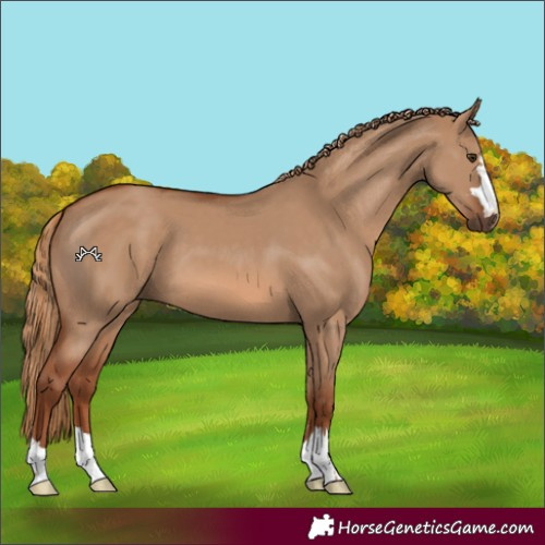 Horse Color:Red Dun 