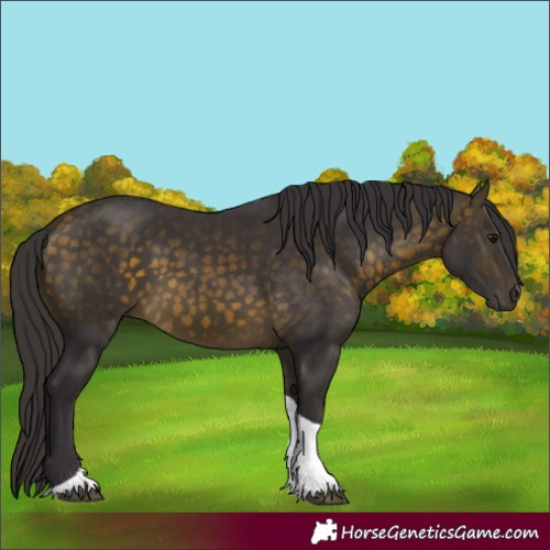 Horse Color:Buckskin Tobiano