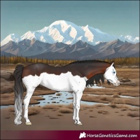 Horse Color:Brown Splash