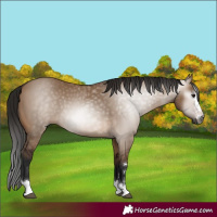 Horse Color:Gray Bay Dun 