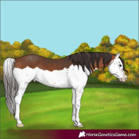 Horse Color:Bay Splash 