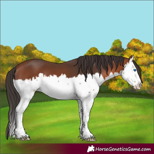 Horse Color:Bay Splash