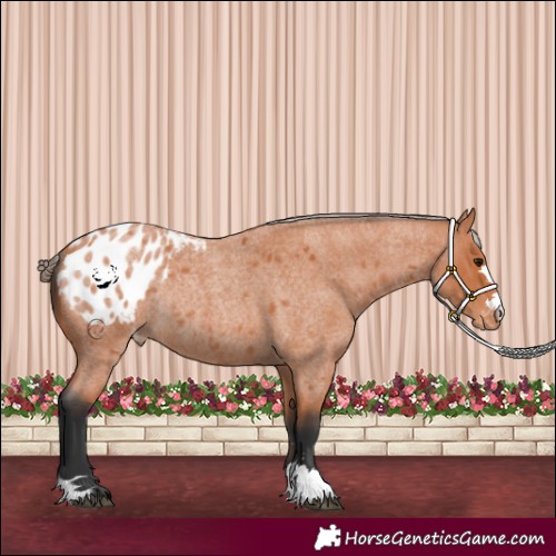 Horse Color:Bay Roan Appaloosa Rabicano