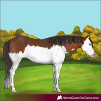 Horse Color:Bay Splash 