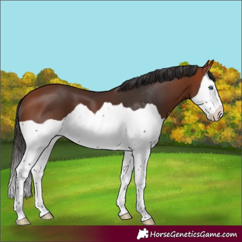 Horse Color:Bay Splash 