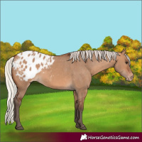 Horse Color:Silver Brown Dun Appaloosa 