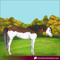 Horse Color:Bay Splash 