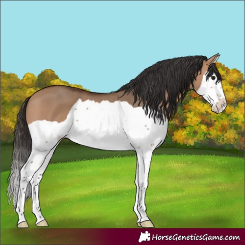 Horse Color:Bay Dun Splash 