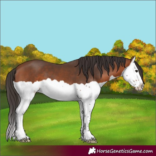Horse Color:Bay Splash 