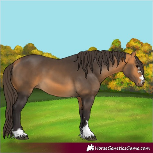 Horse Color:Buckskin 