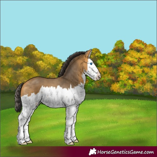 Horse Color:Buckskin Splash 