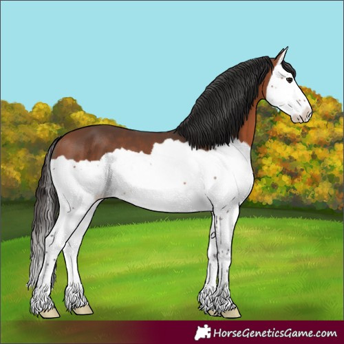 Horse Color:Bay Splash 