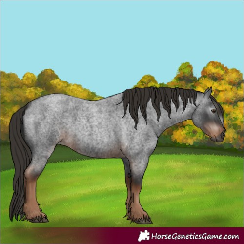 Horse Color:Gray White Spotted Liver Red Roan