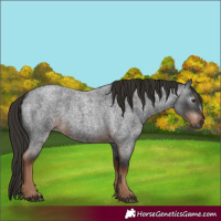 Horse Color:Gray White Spotted Liver Red Roan 